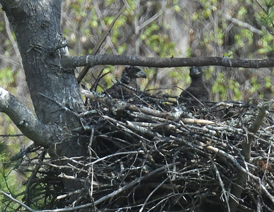 This is the same nest about a week later, on April 27. Two young are standing in the nest. They are visibly larger than shown in the image a week back. Contour feathers are starting to appear, especially on the crown of the head and the nape. Some feathers are also on the wings, and flight feathers are sprouting from the trailing edge of their wings and the tail...